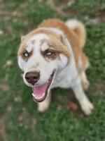 Red, a female Siberian Husky for sale in Eggleston, VA – 1 of 2