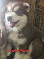 Sky, a male Siberian Husky for sale in Eggleston, VA – 2 of 3