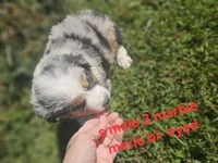 Marble merle max, a male Australian Shepherd and Miniature American Shepherd for sale in Eggleston, VA – 2 of 2