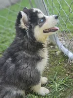 Karma, a female Siberian Husky for sale in Eggleston, VA – 6 of 7