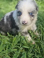 Ben, a male Australian Shepherd for sale in Eggleston, VA – 1 of 2