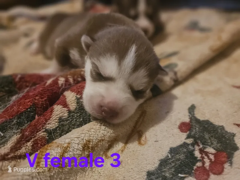 Tuesday – Siberian Husky puppy for sale in Eggleston, VA