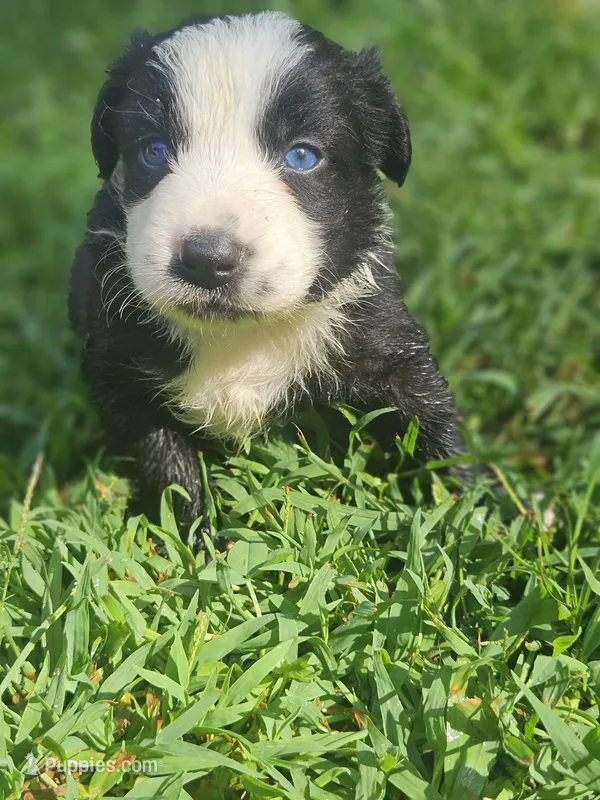Bear – Australian Shepherd puppy for sale in Eggleston, VA