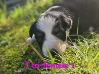 Anna, a female Australian Shepherd for sale in Eggleston, VA – 2 of 3
