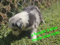 Wednesday, a female Australian Shepherd and Miniature American Shepherd for sale in Eggleston, VA – 2 of 2