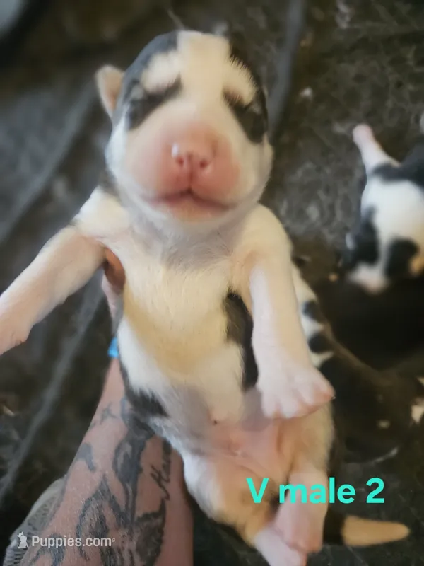 Aspen – Siberian Husky puppy for sale in Eggleston, VA
