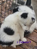 Ari, a female Siberian Husky for sale in Eggleston, VA – Photo 2 of 2