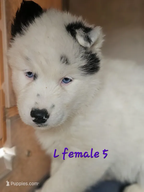 Ari, a female Siberian Husky for sale in Eggleston, VA – Photo 1 of 2