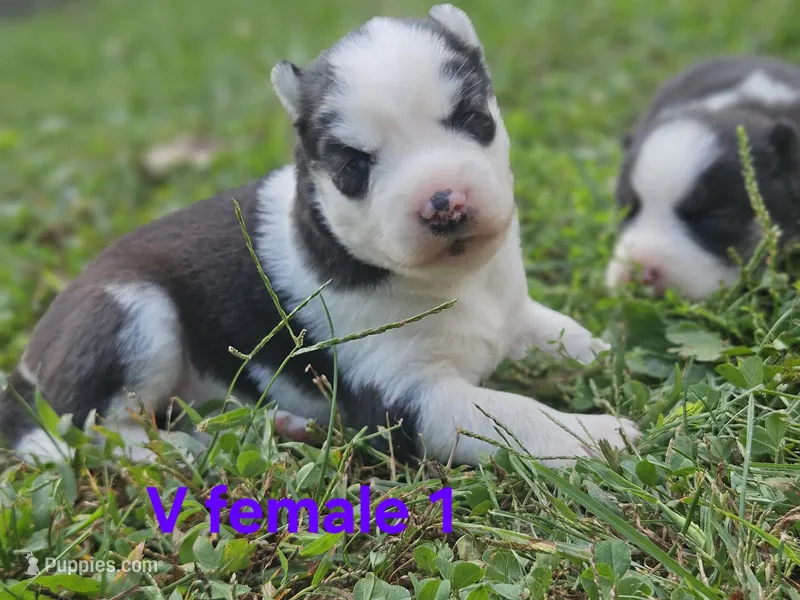 Ava – Siberian Husky puppy for sale in Eggleston, VA