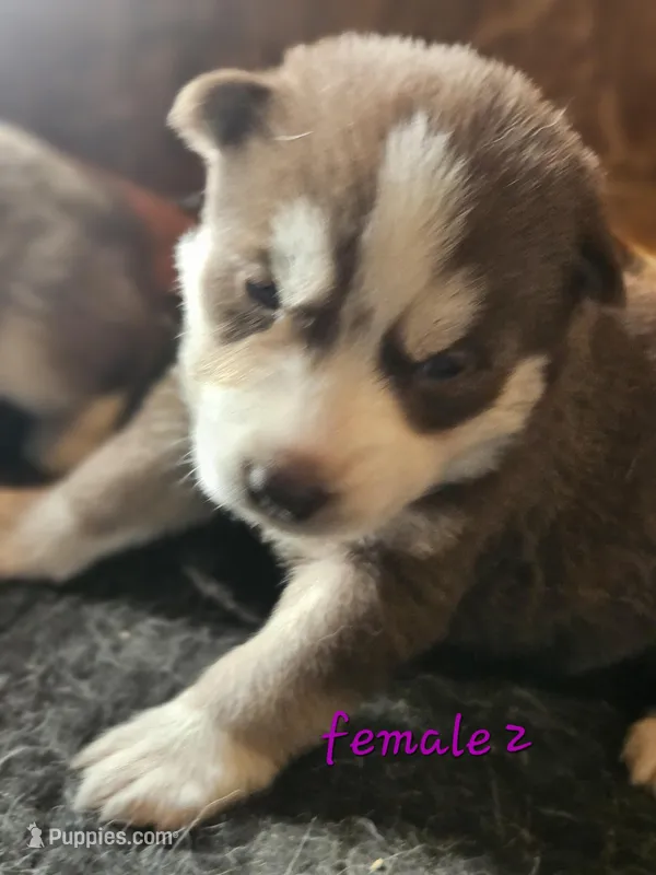 July, a female Siberian Husky for sale in Eggleston, VA – Photo 1 of 1