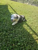 Bo, a male Miniature Australian Shepherd for sale in Eggleston, VA – 7 of 7