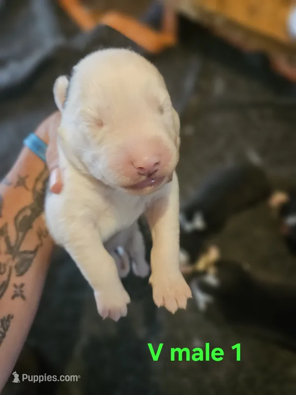 Avalanche – Siberian Husky puppy for sale in Eggleston, VA