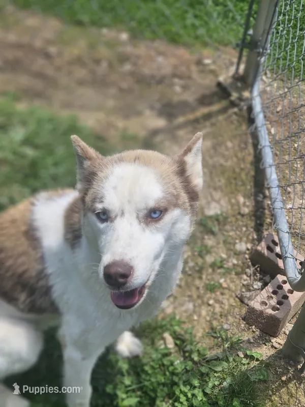 Arie – Siberian Husky puppy for sale in Eggleston, VA