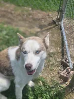 Arie, a female Siberian Husky for sale in Eggleston, VA – 1 of 5