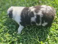 Bo, a male Australian Shepherd for sale in Eggleston, VA – 2 of 2