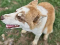Red, a female Siberian Husky for sale in Eggleston, VA – 2 of 2