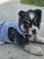 Junior, a male Siberian Husky for sale in Eggleston, VA – 5 of 6
