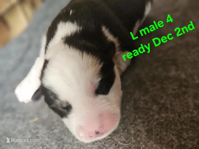 Aspen – Siberian Husky puppy for sale in Eggleston, VA