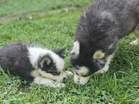 Karma, a female Siberian Husky for sale in Eggleston, VA – 7 of 7
