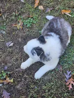 Aspen, a male Siberian Husky for sale in Eggleston, VA – 5 of 5
