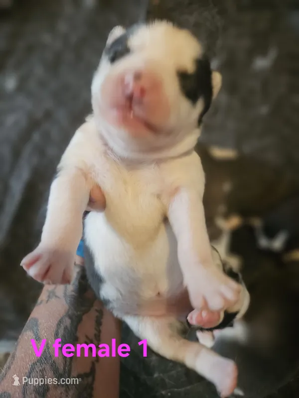 Ava – Siberian Husky puppy for sale in Eggleston, VA