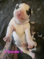 Ava, a female Siberian Husky for sale in Eggleston, VA – 1 of 2