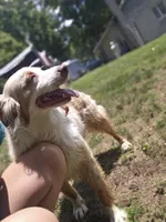 Kahili, a female Australian Shepherd for sale in Eggleston, VA – 2 of 5