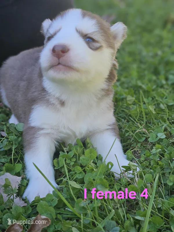 Friday – Siberian Husky puppy for sale in Eggleston, VA