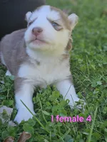 Friday, a female Siberian Husky for sale in Eggleston, VA – 1 of 1