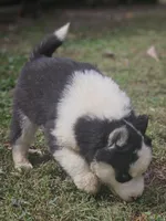 Ava, a female Siberian Husky for sale in Eggleston, VA – 5 of 5