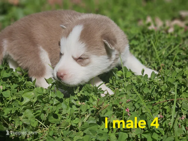 Sunny – Siberian Husky puppy for sale in Eggleston, VA