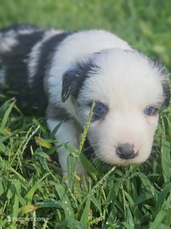 Bo – Australian Shepherd puppy for sale in Eggleston, VA