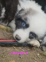 May, a female Miniature Australian Shepherd for sale in Eggleston, VA – 2 of 2
