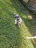 Bo, a male Miniature Australian Shepherd for sale in Eggleston, VA – 5 of 7