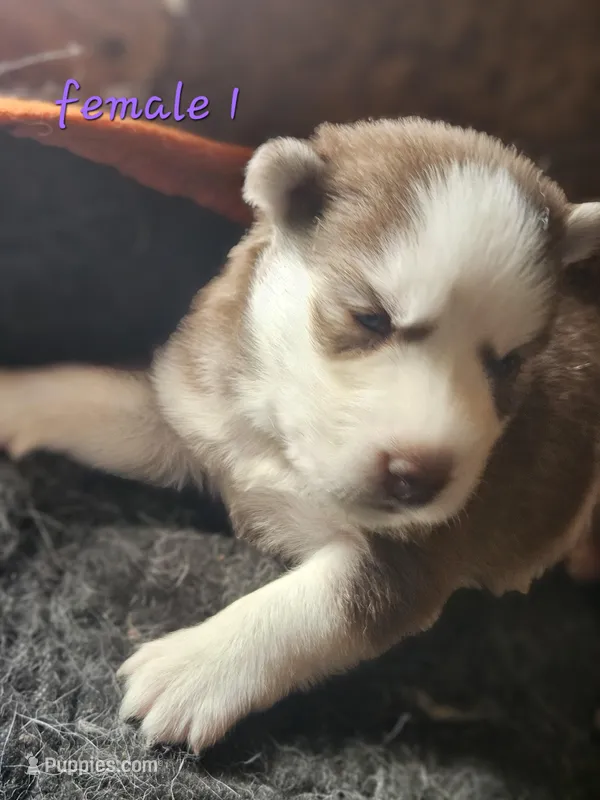 Leah, a female Siberian Husky for sale in Eggleston, VA – Photo 1 of 1