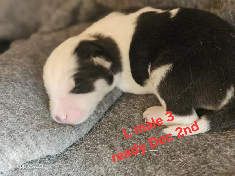 Avalanche – Siberian Husky puppy for sale in Eggleston, VA