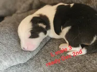 Avalanche, a male Siberian Husky for sale in Eggleston, VA – 1 of 1