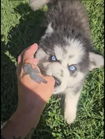 Karma, a female Siberian Husky for sale in Eggleston, VA – 5 of 7