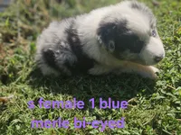 Monday, a female Australian Shepherd and Miniature American Shepherd for sale in Eggleston, VA – 2 of 2