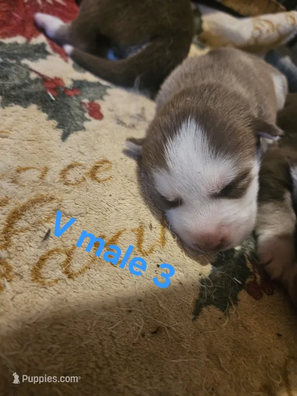 Stormy – Siberian Husky puppy for sale in Eggleston, VA