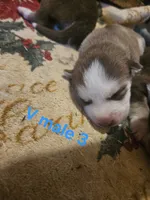 Stormy, a male Siberian Husky for sale in Eggleston, VA – 1 of 1