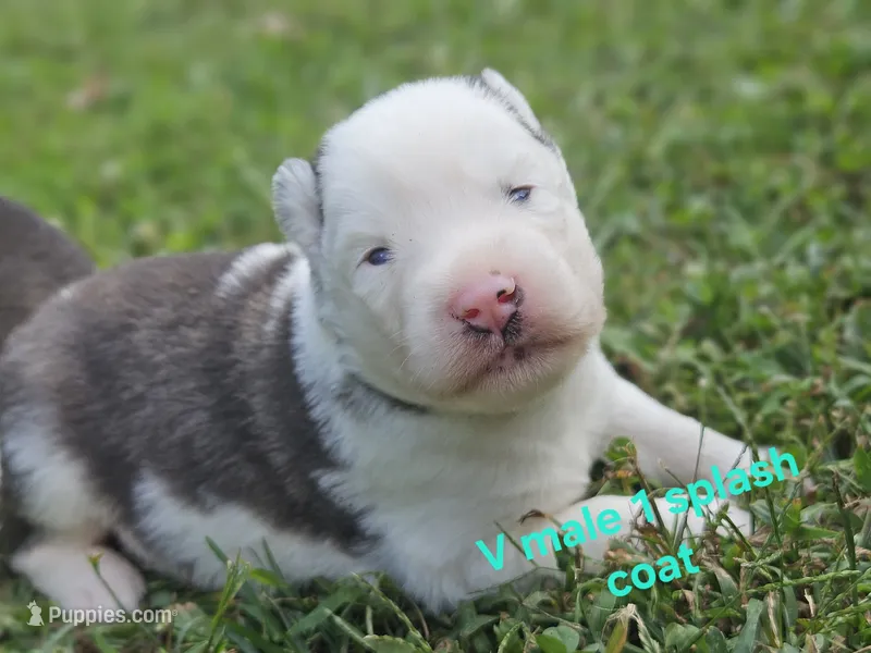 Avalanche – Siberian Husky puppy for sale in Eggleston, VA
