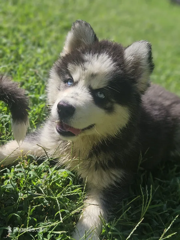Karma – Siberian Husky puppy for sale in Eggleston, VA