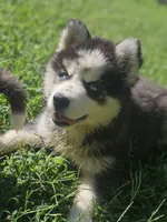 Karma, a female Siberian Husky for sale in Eggleston, VA – 1 of 7