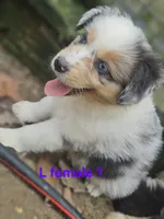 April, a female Miniature Australian Shepherd for sale in Eggleston, VA – 2 of 2