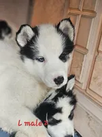Bo, a male Siberian Husky for sale in Eggleston, VA – Photo 2 of 2