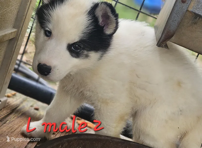 Bo – Siberian Husky puppy for sale in Eggleston, VA