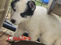 Bo, a male Siberian Husky for sale in Eggleston, VA – Photo 1 of 2
