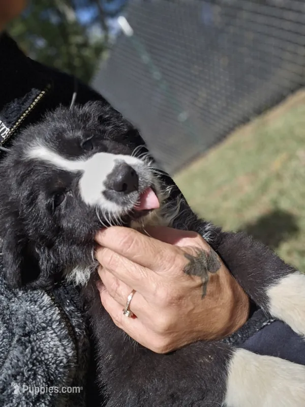 Sunny – Miniature Australian Shepherd puppy for sale in Eggleston, VA