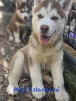 Bo, a male Siberian Husky for sale in Eggleston, VA – 2 of 3